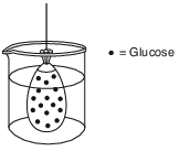labs, lab, diffusion through a membrane fig: lenv62012-exam_w_g30.png